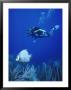 Scuba Diver Near Tropical Fish Underwater by Wayne Brown Limited Edition Print