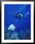 Scuba Diver Near Tropical Fish Underwater by Wayne Brown Limited Edition Pricing Art Print