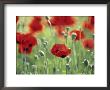Papaver Commutatum Ladybird, Close-Up Of Red Flowers And Buds by Hemant Jariwala Limited Edition Print
