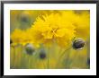 Coreopsis Grandiflorafield Giant (Tickseed) by Hemant Jariwala Limited Edition Pricing Art Print