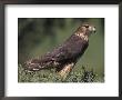 Merlin, Falco Columbarius by Russell Burden Limited Edition Pricing Art Print