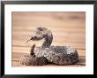 Prairie Rattlesnake (Crotalus Viridis Viridis) by Wiley & Wales Limited Edition Print