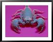 Emperor Scorpion Under Uv Light, Africa by David M. Dennis Limited Edition Pricing Art Print