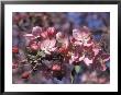 Close-Up Of Apple Blossoms by Bill Bonebrake Limited Edition Print