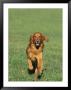 Golden Retriever Running Towards You On Grass by David Davis Limited Edition Print