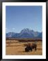 Bison In A Meadow, Jackson Hole, Wy by Allen Russell Limited Edition Print