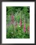 Striking Spires Of Purple/Pink Flowers Of Digitalis Purphrea, The Common Foxglove by Ron Evans Limited Edition Print