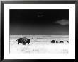 Buffalo Grazing, Buffalo Gap Nat Grassland, Sd by John Glembin Limited Edition Pricing Art Print