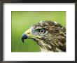 Common Buzzard, Profile Portait, Uk by Mike Powles Limited Edition Print