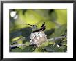 Rufous-Tailed Hummingbird, Female On Its Nest Incubating, Clearings And Gardens, Costa Rica by Michael Fogden Limited Edition Print