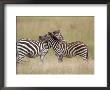 Burchell's Zebras, Serengeti, Tanzania by Elizabeth Delaney Limited Edition Print