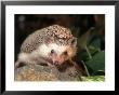 African Pygmy Hedgehog by Frank Siteman Limited Edition Print