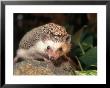 African Pygmy Hedgehog by Frank Siteman Limited Edition Print