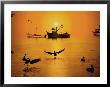 Pelicans And Fishing Boats, Cairns, Australia by Jacob Halaska Limited Edition Print
