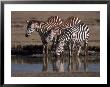 Burchell's Zebra, Equus Burchelli, Tanzania by Robert Franz Limited Edition Print