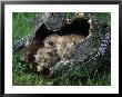 Lynx Kittens, Lynx Canadensis, Mt by Robert Franz Limited Edition Print