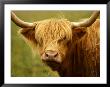 Long-Haired Cow, Scottish Highlands by Robert Houser Limited Edition Pricing Art Print