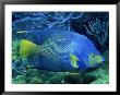 Queen Angelfish by Larry Lipsky Limited Edition Print