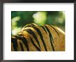 Sumatran Tiger Back And Shoulder Stripes by Jason Edwards Limited Edition Pricing Art Print