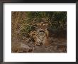 A Bengal Tiger At Attention by Jason Edwards Limited Edition Print
