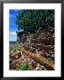 Exterior Walls (1100-1400 Ad), Nan Douwas, Nan Madol, Micronesia by John Elk Iii Limited Edition Print