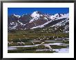 Alpaca Herd Grazing Quebrada Surapampa Valley Near Laguna Ausangatecocha, Cuzco, Peru by Grant Dixon Limited Edition Pricing Art Print