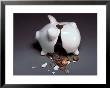 Coins Spilling Out Of Broken Piggy Bank by Paul Katz Limited Edition Pricing Art Print