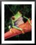 Red-Eyed Tree Frog, Central And South America by Marian Bacon Limited Edition Pricing Art Print