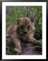 Lynx Kitten In Flowers, Lynx Canadensis by Robert Franz Limited Edition Print