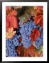 Zinfandel Grapes On Vine With Gold Fall Foliage, Ca by Inga Spence Limited Edition Print