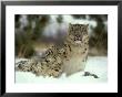 Snow Leopard, Panthera Uncia Female & Cub Himalayas, Afghanistan by Alan And Sandy Carey Limited Edition Print