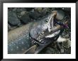 A Fresh-Caught Arctic Char With A Fishing Fly In Its Mouth by Michael Melford Limited Edition Print