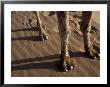 Camel's Feet And Legs, Morocco by John & Lisa Merrill Limited Edition Print