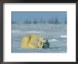 A Polar Bear Cub Rests Soundly Atop Its Mothers Head by Norbert Rosing Limited Edition Print