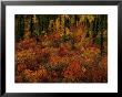 Autumn Foliage Along The Mckenzie River by Raymond Gehman Limited Edition Print