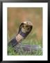 Cobra In Strike Position by Don Grall Limited Edition Print