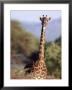 Masai Giraffe, Tarangire National Park, Tanzania by Robert Franz Limited Edition Pricing Art Print