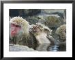 Japanese Macaques Or Snow Monkeys, Three Monkeys In Hot Spring With Infant In The Middle, Japan by Roy Toft Limited Edition Print