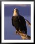Bald Eagle, Alaska by Lynn M. Stone Limited Edition Print