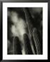 Saguaro Cactus, Kofa Nwa, Az by David Wasserman Limited Edition Pricing Art Print