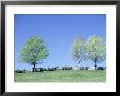 Spring Maple Trees Near Fence, Va, 1 Of 4 by Everett Johnson Limited Edition Pricing Art Print