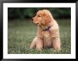 Six-Week-Old Yellow Labrador Puppy by Pam Ostrow Limited Edition Print