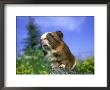 Smooth Coat Guinea Pig by Alan And Sandy Carey Limited Edition Print