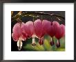 Bleeding Hearts (Dicentra Spectabilis) by Rudi Von Briel Limited Edition Print