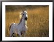 Horse Galloping, Half Moon Bay, California by Jerry Koontz Limited Edition Print