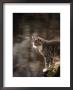 Cat On Rock by Pam Ostrow Limited Edition Pricing Art Print