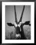 Gazelle by Henry Horenstein Limited Edition Print