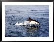 Common Long-Beaked Dolphin, San Diego, Usa by Richard Herrmann Limited Edition Print