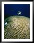 Banded Butterfly Fish & Brain Coral by Ernest Manewal Limited Edition Print