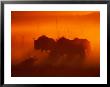 Wildebeests Silhouetted In The Dust At Twilight by Beverly Joubert Limited Edition Print